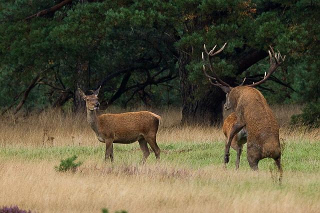 22 Hoge Veluwe, edelherten.jpg